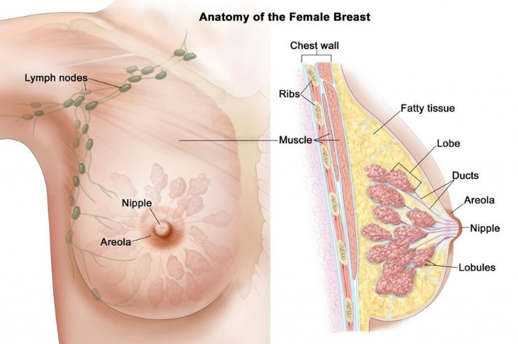 Anatomy of Woman's Breast